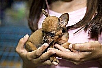  Tietoja Chihuahuas-vauvasta 