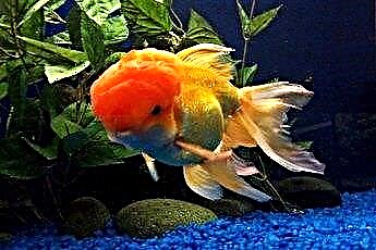  متى تتحول السمكة الذهبية الصغيرة إلى اللون البرتقالي؟ 