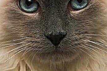  Salap Bacitracin Ophthalmic untuk Penyakit Mata pada Kucing 