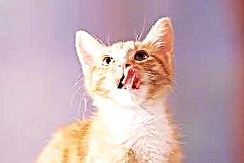  Неприятный запах изо рта и паразиты пищеварительного тракта у кошек 