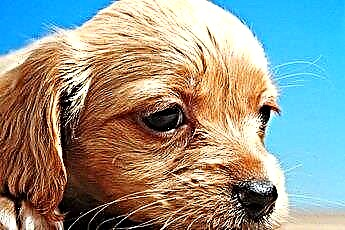 コッカースパニエルの子犬を入浴させ、耳をきれいにする方法 