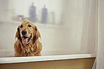  アレルゲンを減らすために2週間ごとに犬を入浴させる 
