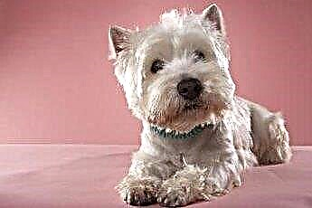  Kąpiel szczeniaka rasy West Highland White Terrier 