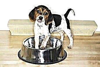  Hüft- oder Rückenprobleme eines Beagles 