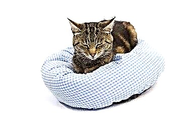  बिल्लियों के लिए बिस्तर बग उपचार 