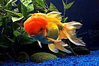  התנהגות של דג זהב אורנדה 