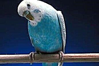  Η συμπεριφορά ενός άρρωστου Parakeet 