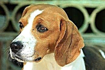  Rasgos de comportamiento de un beagle 