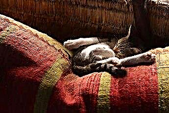  هل يجعل بينادريل القطط تنام؟ 