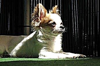  Perilaku Chihuahua 
