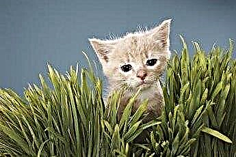  Avantajele ierbii de grâu pentru pisici 