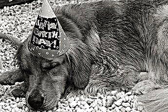  Roba di compleanno per cani 