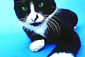  Како се зову црно-беле мачке са кратким длакама? 