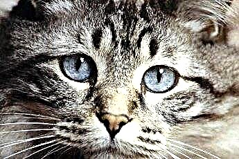  עיוורון בחתולים מתולעים עגולות 