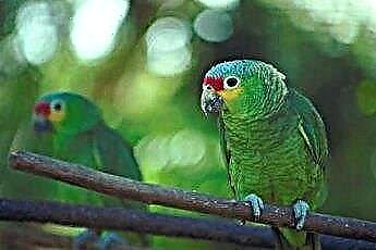  Blue-Fronted Amazon Diet 