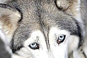  Os cães de puxar trenós siberianos de olhos azuis ficam mais com catarata do que de olhos castanhos? 