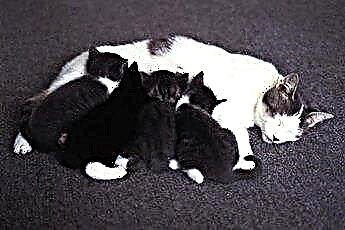  Koťata s lahví krmená vs. koťata vychovávaná mámou 
