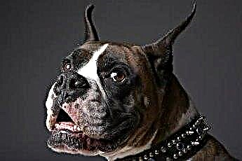 Anjing Boxer, Kerengsaan Kulit dan Bau Buruk 