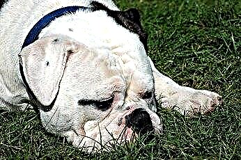  Brachycephalic Syndrom bei englischen Bulldoggen 