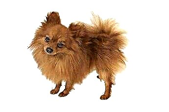  ปัญหาการหายใจใน Pomeranians & Chihuahuas 