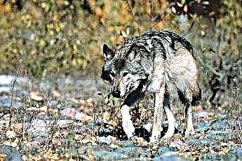  Která plemena psů jsou nejblíže vlkovi? 