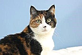  고양이의 갈색 눈 분비물 