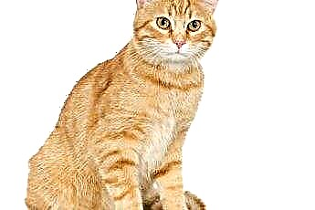  Krem Renkli Kedilerin Dudaklarında Kahverengi Lekeler 