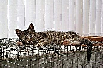  Как построить будки и клетки для кошек 