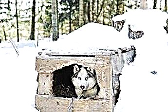  Как построить большую изолированную собачью будку 