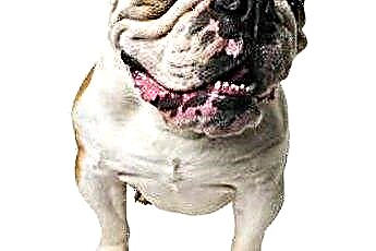  Bulldog con sbavatura incontrollabile 