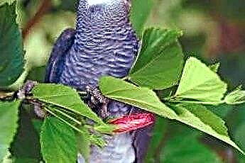  Vápníkové krmivo pro africké papoušky šedé 