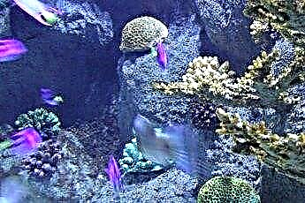  Hladiny vápníku v útesovém akváriu 