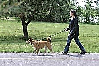  California Dog Leash Laws 