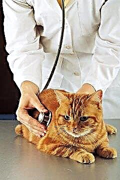  Os gatos podem se tornar anêmicos por causa das pulgas? 
