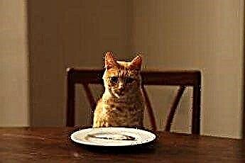  Mèo có thể nếm thức ăn cay không? 