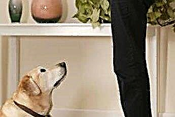  Cayenne Pepper & Water는 개가 가구를 씹는 것을 막을 수 있습니까? 