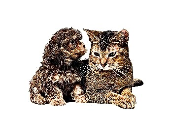  Il coronavirus può essere diffuso da un gatto a un cane? 