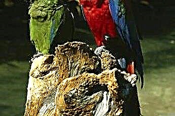  Különböző papagájfajok lehetnek ugyanabban a ketrecben? 