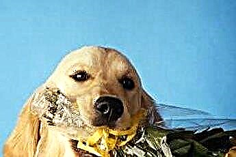  I cani possono mangiare steli di garofano? 