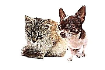  Chó & Mèo có thể bị nhiễm trùng hoặc vi rút ở người không? 
