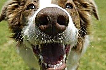  Ar šunys gali naudoti burnos skalavimo skystį? 