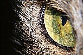  Могу ли гриње уха код мачака изазвати плашно око? 