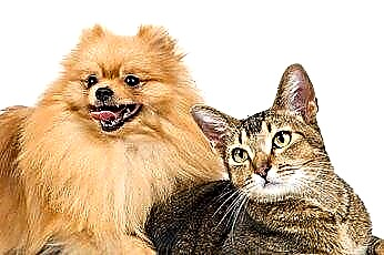  Да ли се инфекције ока могу пренијети међу мачке и псе? 