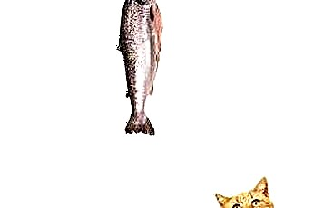  Můžete dát kočkám konzervované makrely? 