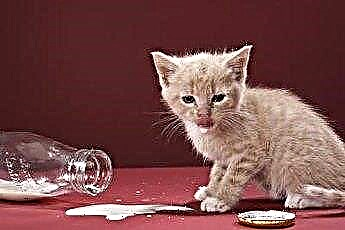  Можете ли да дадете обезмаслено мляко за котенце? 