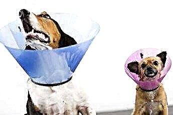  ما الذي يمكن أن يمنع الكلاب من لعق الجروح المعالجة؟ 