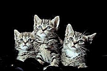  ¿Pueden los gatitos ser gemelos? 