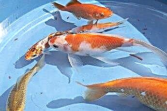  Hvad kan jeg blande med Shubunkin Goldfish? 