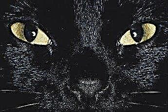  Può il dolore causare pupille dilatate nei gatti? 