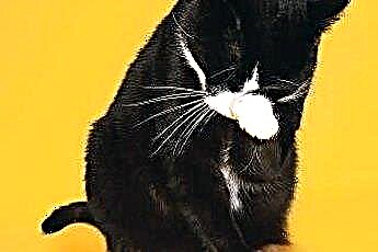  Ar galite uždėti vazelino katės nosiai plaukų kamuoliukams? 